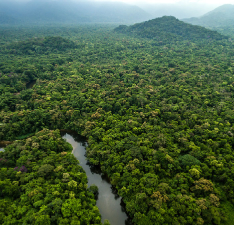 amazon forest